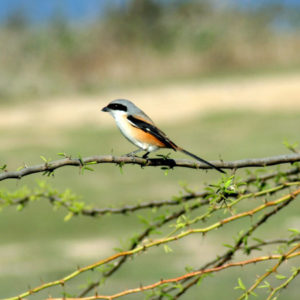 Bayback Shrike_1143 Bayback Shrike_1143