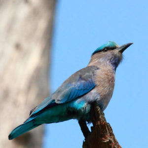 Indian Roller_1186 Indian Roller_1186