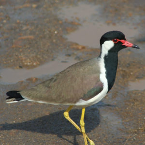 Red Wattled Lapwing_1144 Red Wattled Lapwing_1144